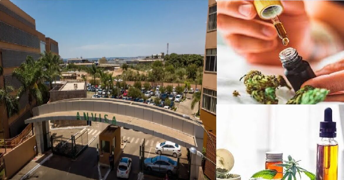 Anvisa proíbe venda de produtos de cannabis e cogumelos
