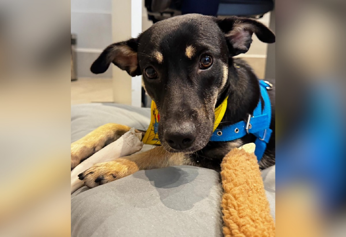 Cachorro acolhido por funcionários de empresa em Goiânia busca um lar definitivo | G5News