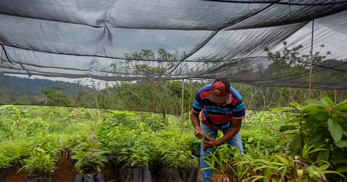 Cooperativismo brasileiro mostra soluções sustentáveis na COP30