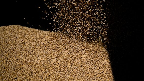 Ritmo de Plantio de Soja em MT Passa a Ficar Abaixo da Média, Aponta Imea