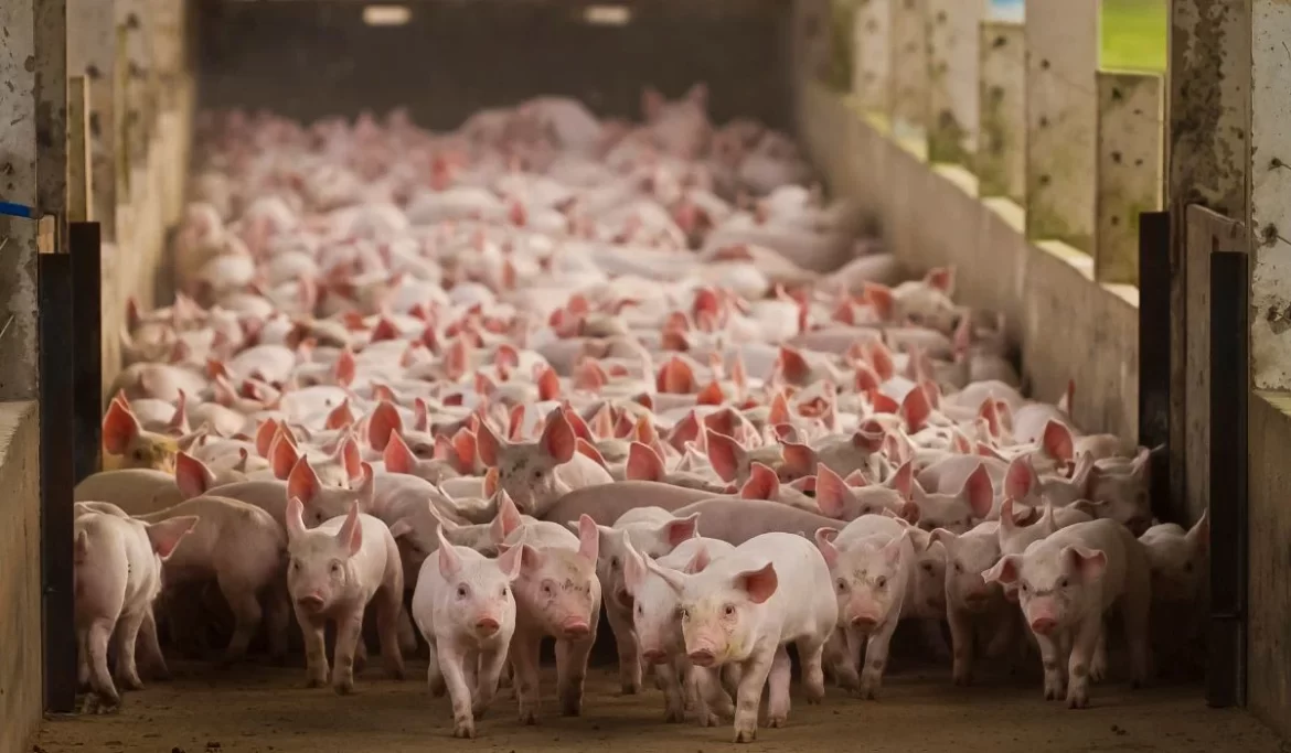 cidade do Paraná domina a suinocultura brasileira — CompreRural