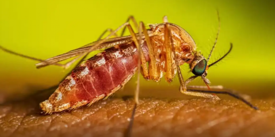 Febre do Nilo Ocidental: infectologista explica riscos no Brasil