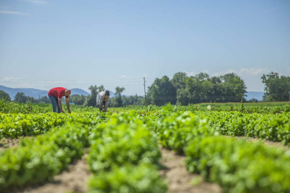 Crédito para agricultura familiar no Maranhão cresce 12,74%