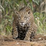Onça em Imperatriz: flagrante em bairros da cidade
