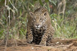 Onça em Imperatriz: flagrante em bairros da cidade