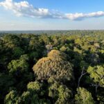 Maiores árvores do mundo podem guardar o segredo contra as secas