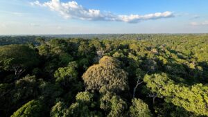 Maiores árvores do mundo podem guardar o segredo contra as secas