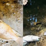 Peixes mortos em igarapé levantam suspeita de contaminação