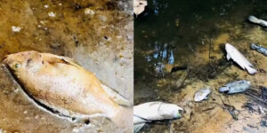 Peixes mortos em igarapé levantam suspeita de contaminação