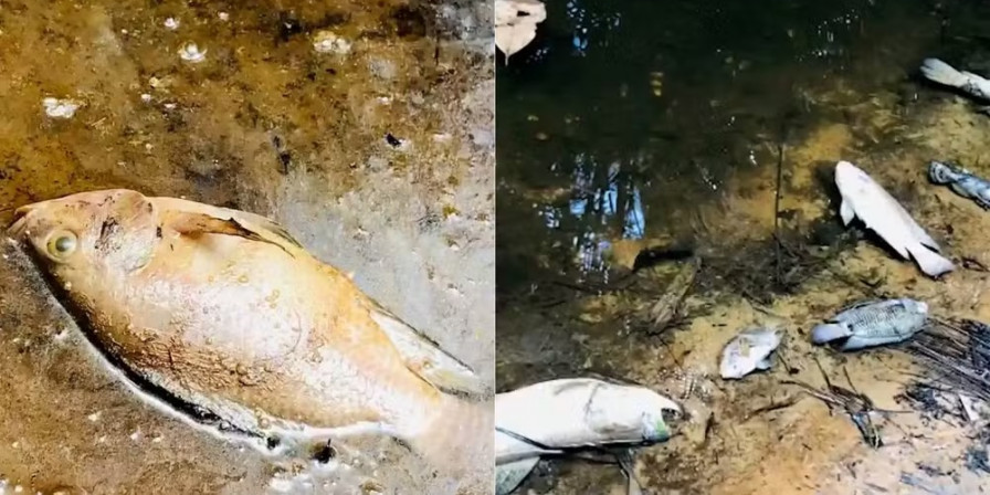 Peixes mortos em igarapé levantam suspeita de contaminação